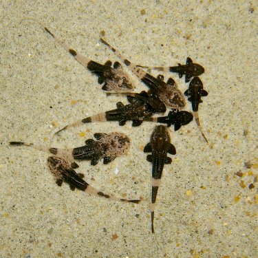 Fry at various stages of development